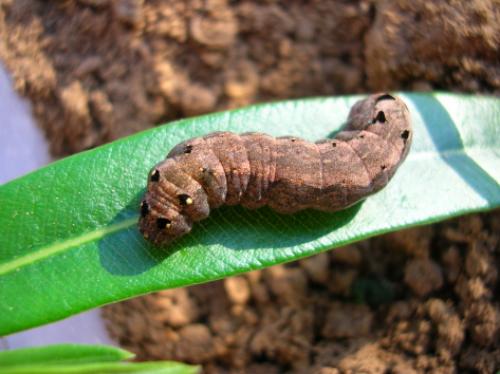 Spodoptera littoralis