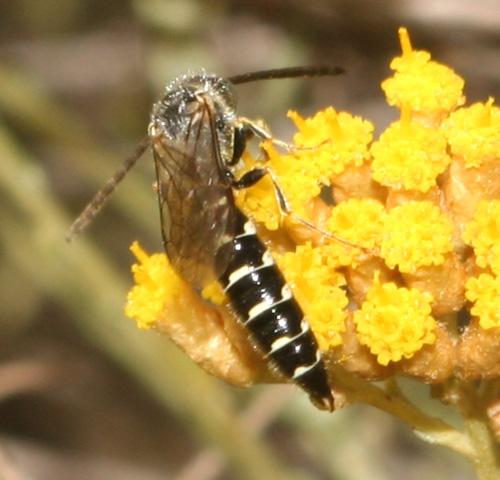 Meria tripunctata