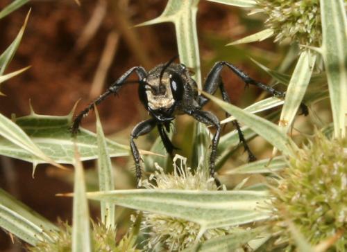 Prionyx subfuscatus