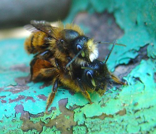 Osmia cornuta