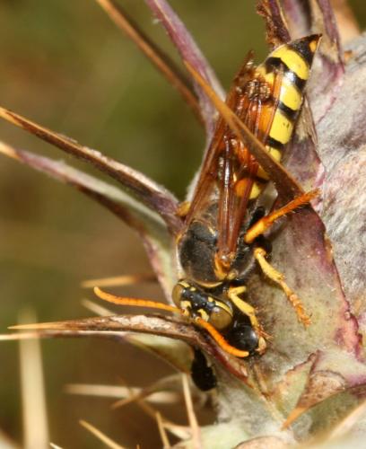 Stizus sp.