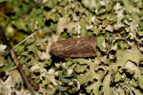 Xestia xanthographa