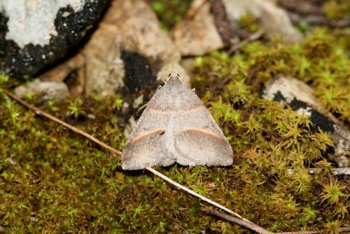 Petrophora convergata