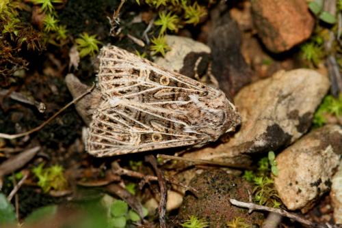 Tholera decimalis