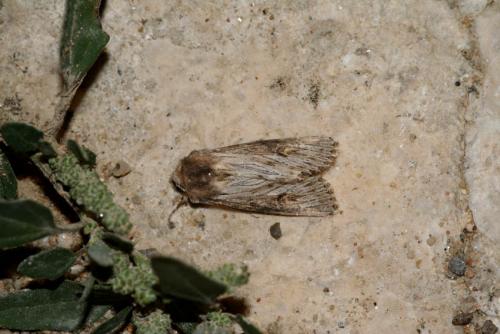 Aporophyla australis
