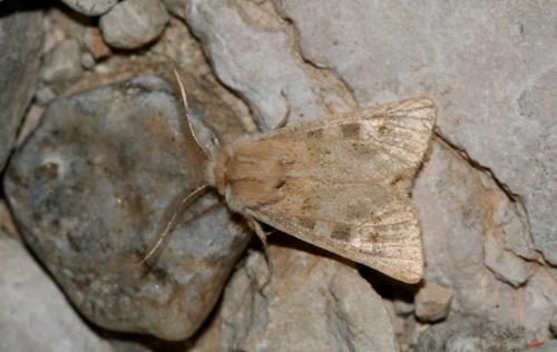 Episema glaucina