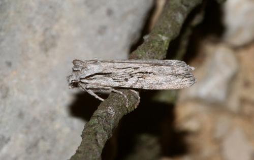 Lithophane leautieri