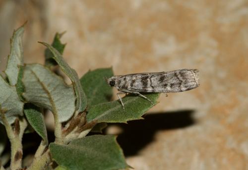 Dioryctria mendacella