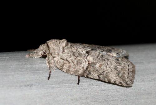 Réf. 14 667 : Nycteola sp.