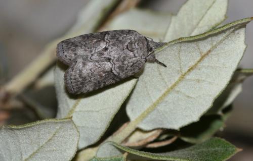 Réf. 14 666 : Nycteola sp.