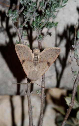 Ammopolia witzenmanni