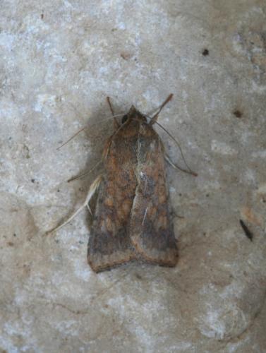 Helicoverpa armigera