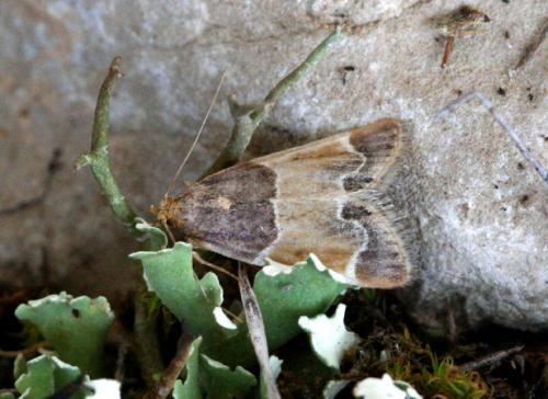 Réf. 14 875 : Pyralis farinalis