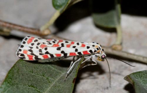 Réf. 14 897 : Utetheisa pulchella