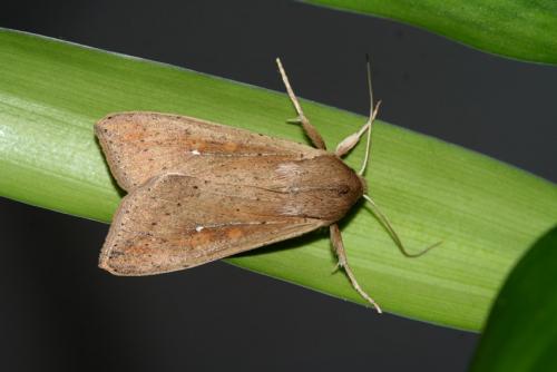 Mythimna unipuncta