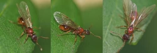 Réf. 14 051 : Myrmica sp.