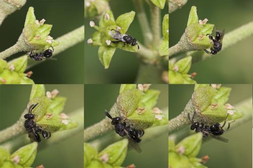 Brachymeria sp.
