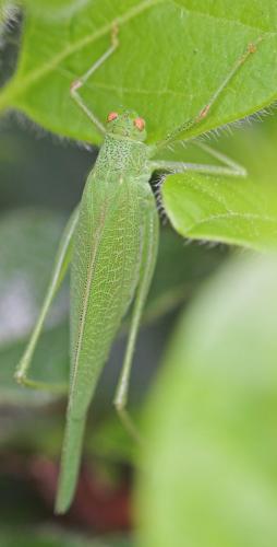 Phaneroptera nana