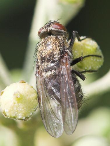 Réf. 14 094 : Pollenia sp.