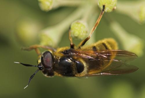 Callicera spinolae