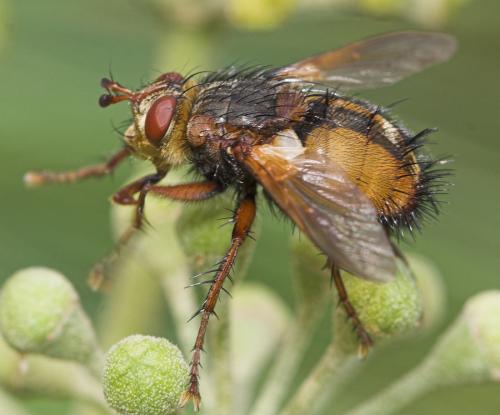Réf. 14 081 : Tachina fera
