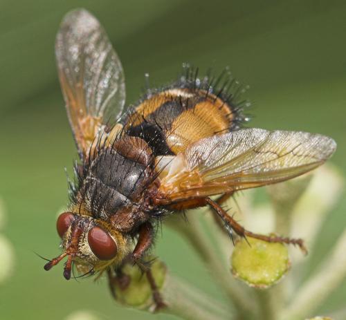 Tachina fera