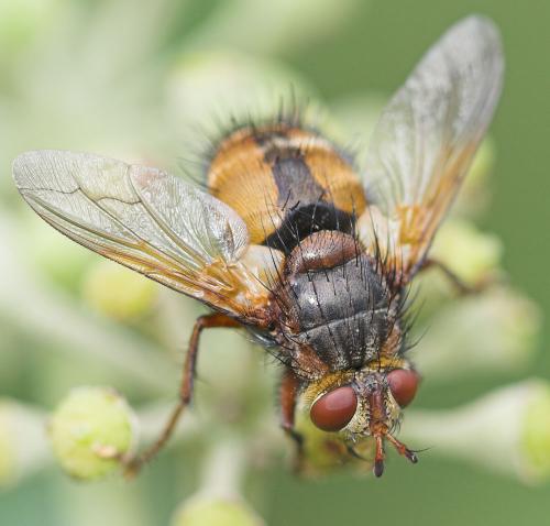 Réf. 14 083 : Tachina fera