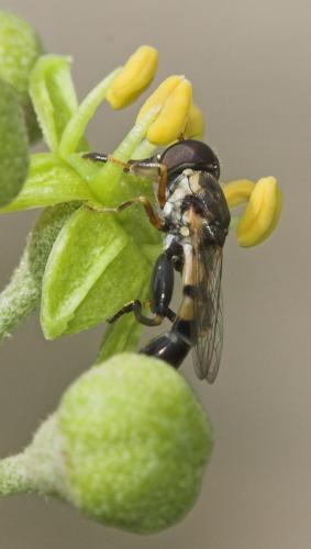 Syritta pipiens