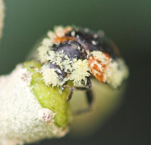 Réf. 14 120 : Adalia bipunctata bipunctata