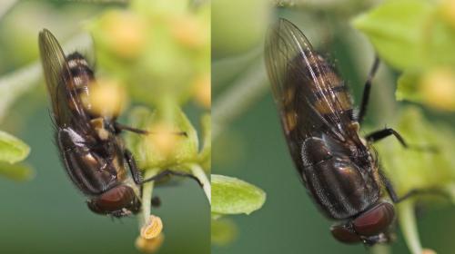 Stomorhina lunata