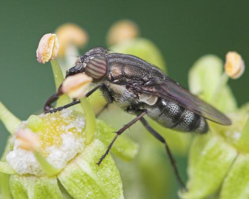 Stomorhina lunata