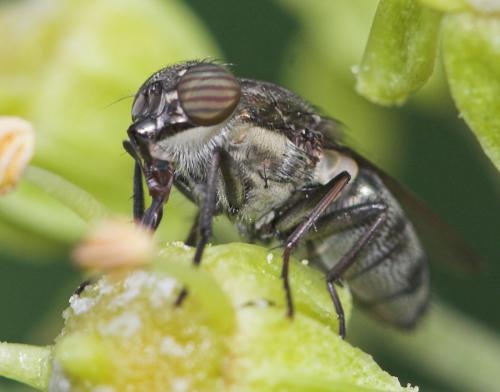 Stomorhina lunata