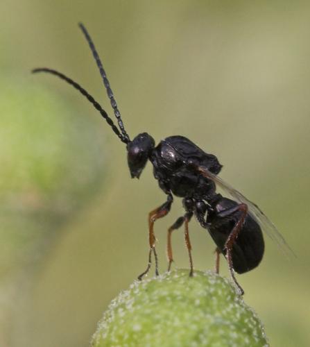 Réf. 14 296 : Eucoilinae inconnu