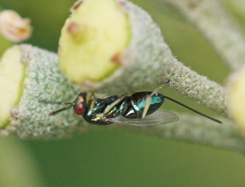 Toryminae