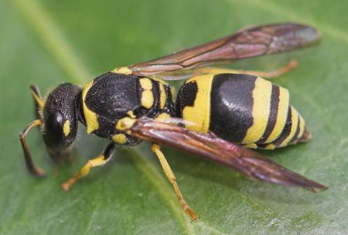Ancistrocerus auctus