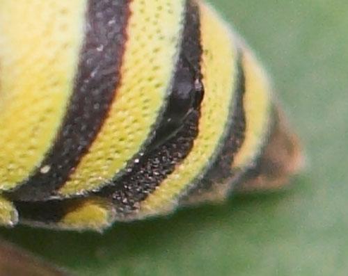 Ancistrocerus auctus