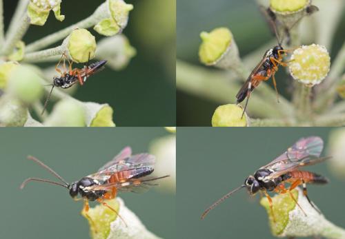 Diplazon laetatorius
