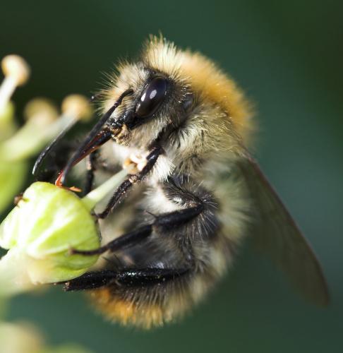 Bombus sp.