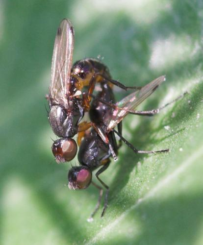 Réf. 14 517 : Sepsis thoracica