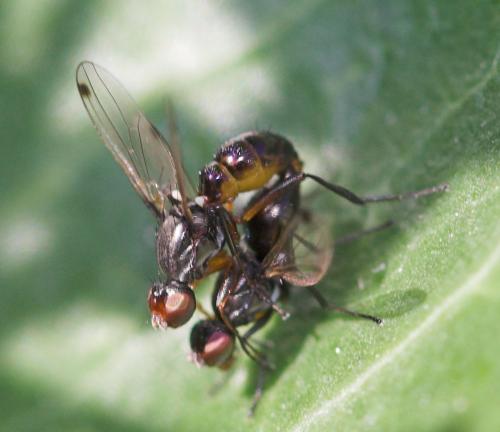 Réf. 14 518 : Sepsis thoracica