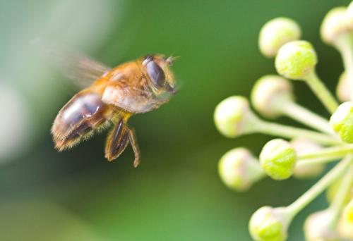 Eristalis tenax
