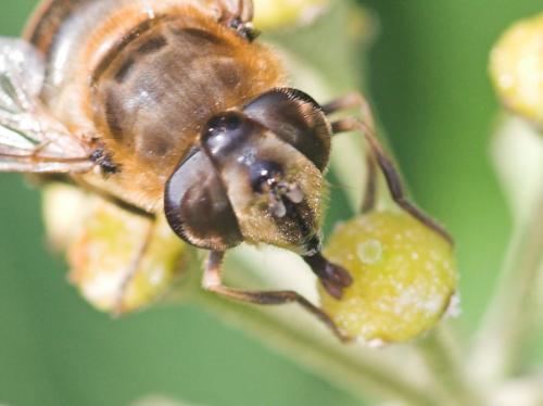 Eristalis tenax