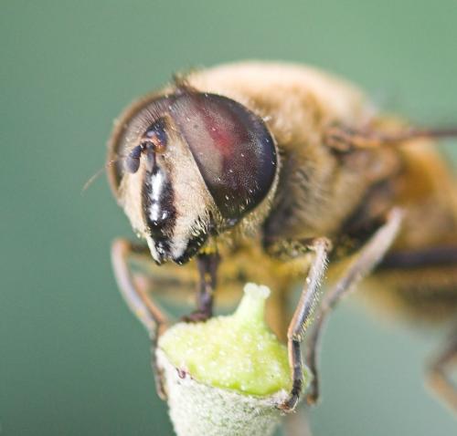 Réf. 14 493 : Eristalis tenax