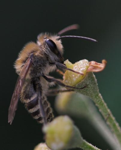 Réf. 14 548 : Colletes sp.