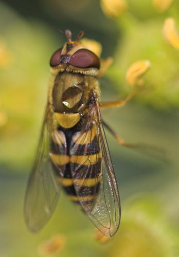 Réf. 14 803 : Syrphus vitripennis