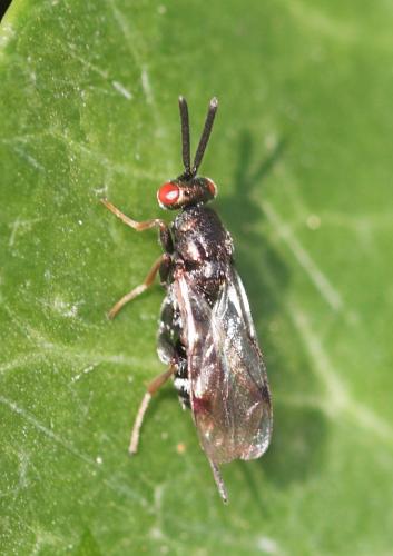 Monodontomerus sp.