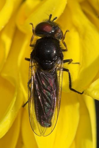 Réf. 14 917 : Heringia heringi