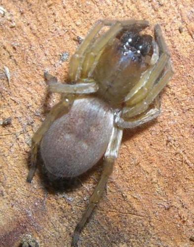 Réf. 14 757 : Clubiona sp.