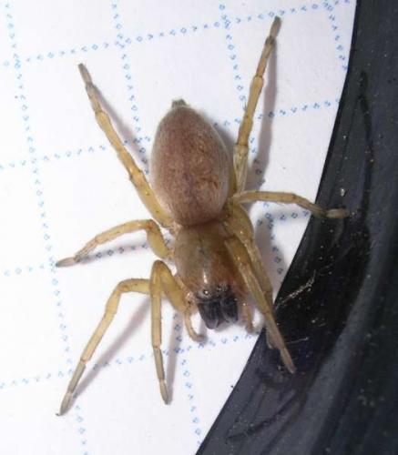Réf. 14 733 : Clubiona sp.