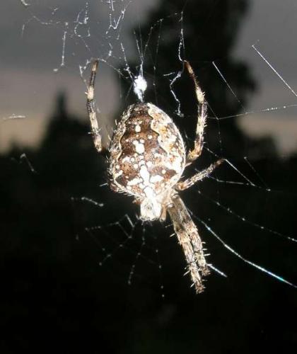 Araneus diadematus